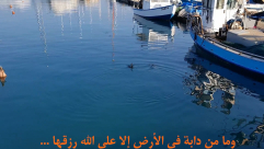  فيديو من ميناء يافا هذا الصباح 